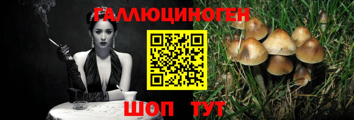 Псилоцибиновые грибы Psilocybe Алапаевск